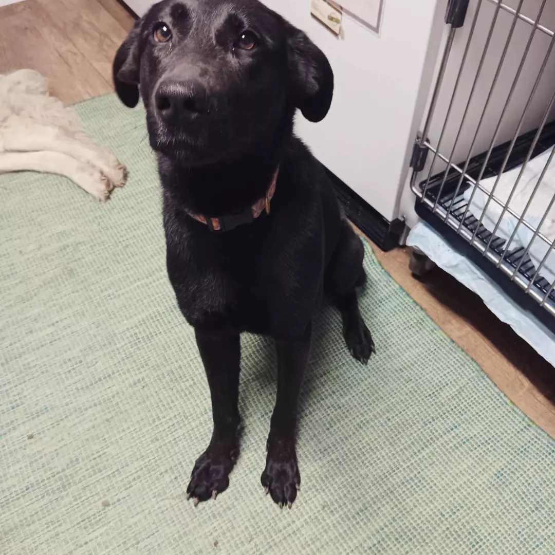 Raven (Rae), a Adoptable mixed breed in Fort Wayne, IN image 6/6