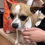 Enlarge Jack 60604760, a ADOPTABLE Chihuahua in Harvey , LA image 1/1