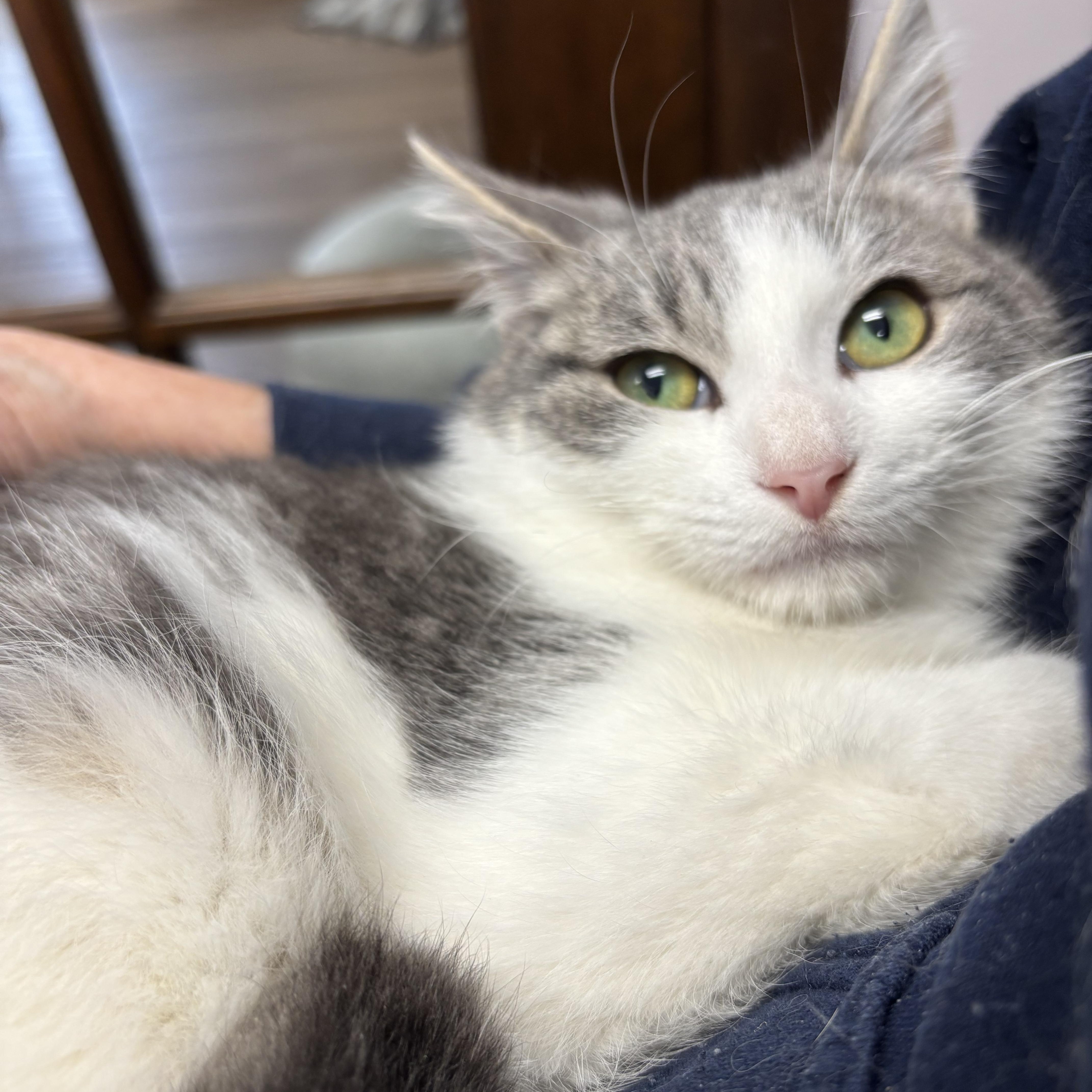 Crockett, ADOPTABLE, Young Male Domestic Short Hair.