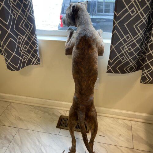 Franklin, Adoptable, Young Male Pit Bull Terrier.