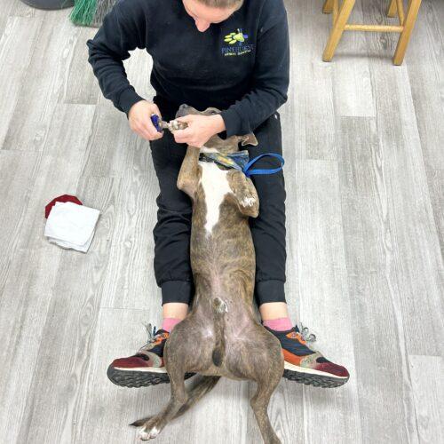 Enlarge Franklin, a Adoptable Pit Bull Terrier in Sanford, NC image 3/5