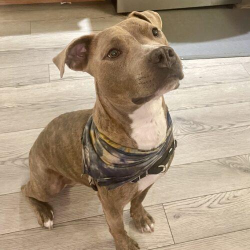 Enlarge Franklin, a Adoptable Pit Bull Terrier in Sanford, NC image 4/5