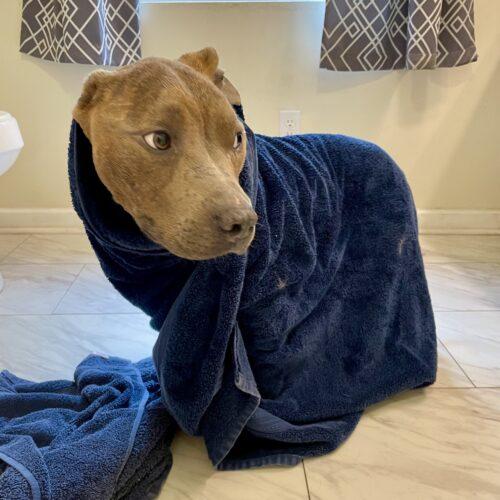 Enlarge Franklin, a Adoptable Pit Bull Terrier in Sanford, NC image 5/5