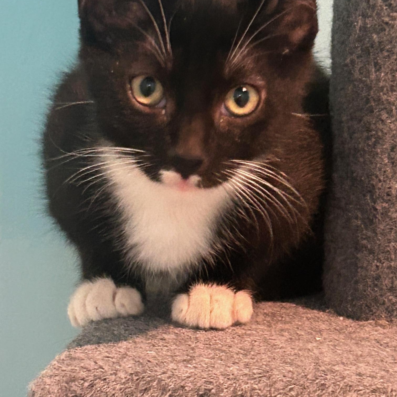 Tootsie