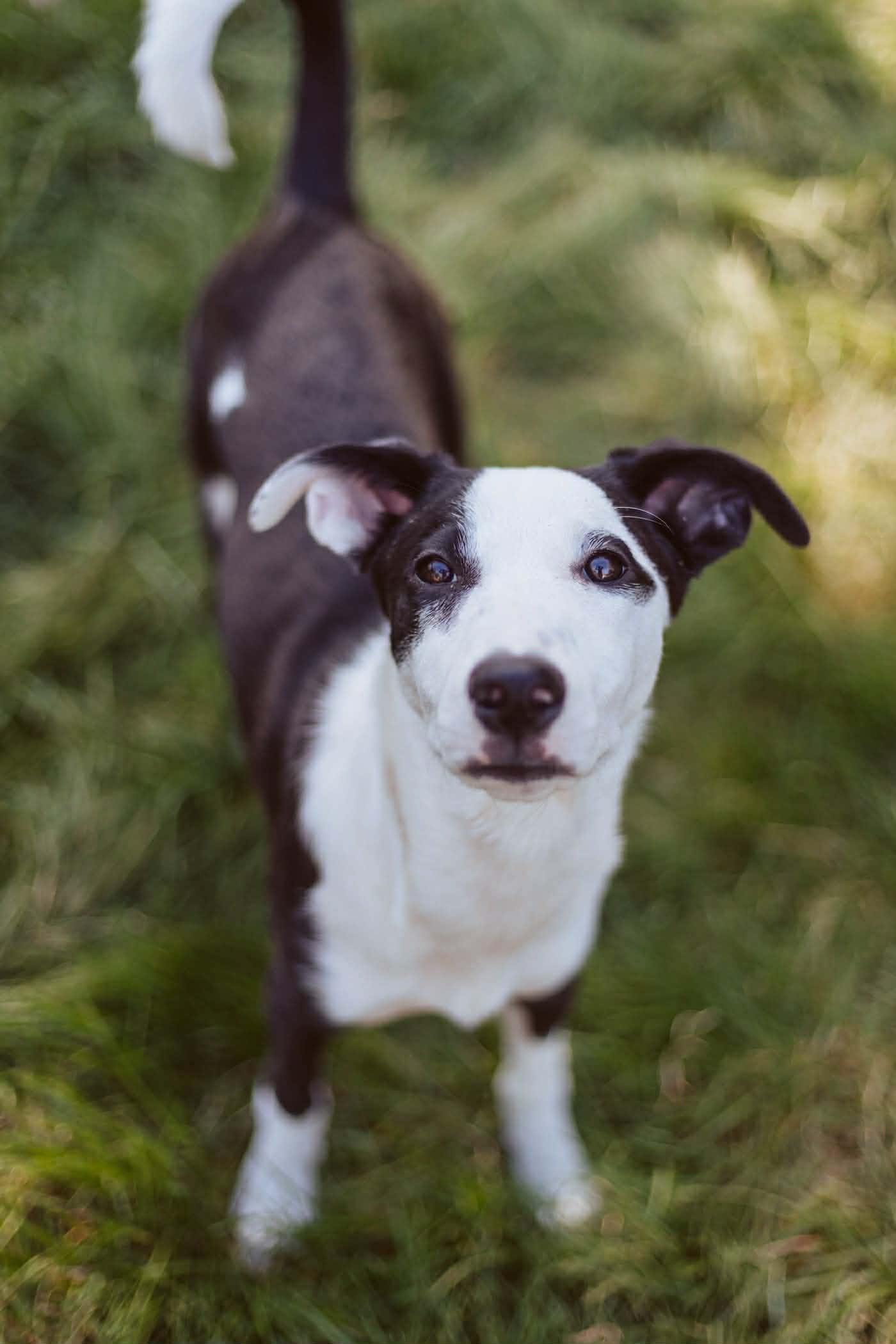 Enlarge Gracie, a ADOPTABLE mixed breed in Bend, OR image 3/6