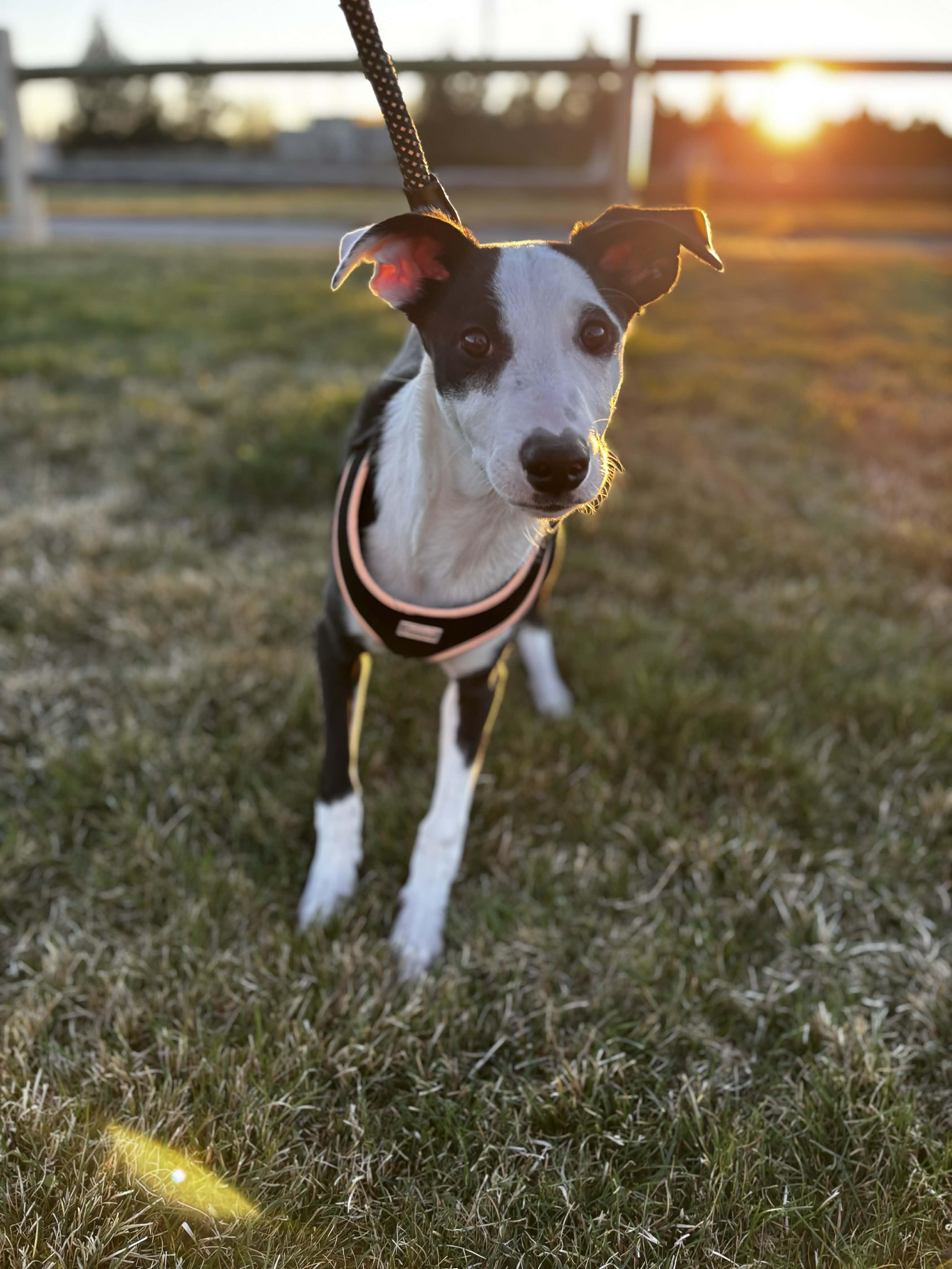 Gracie, a ADOPTABLE mixed breed in Bend, OR image 1/6