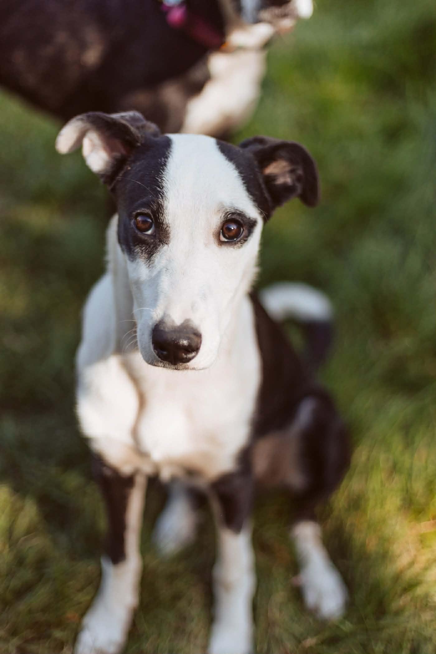 Enlarge Gracie, a ADOPTABLE mixed breed in Bend, OR image 2/6