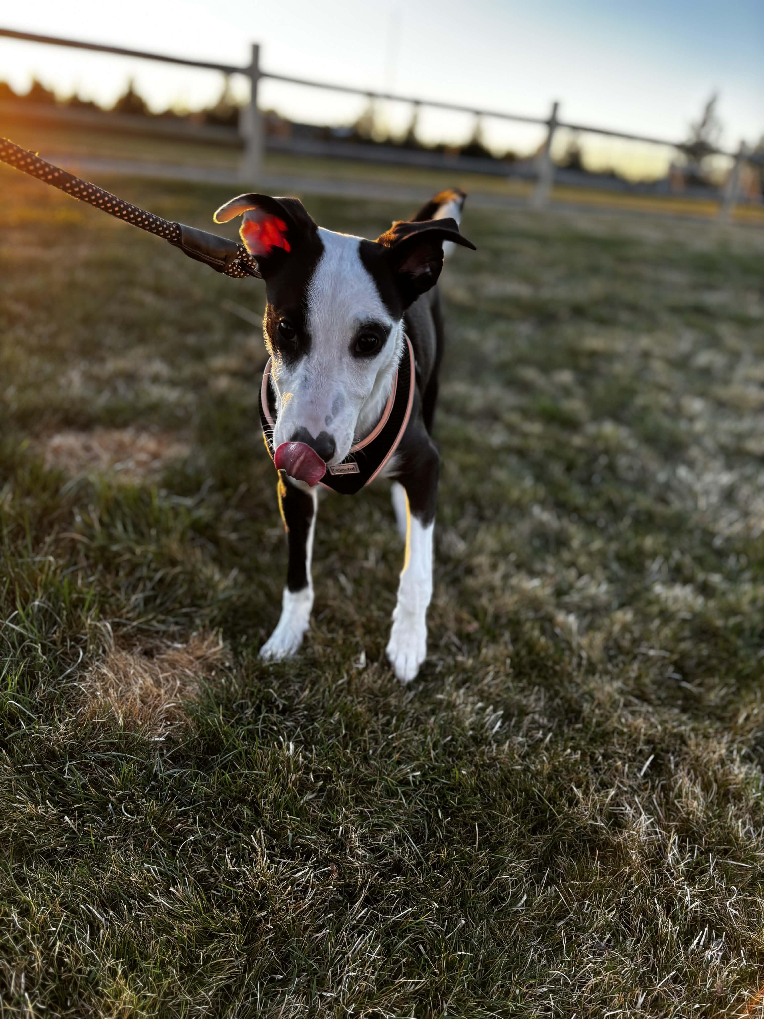 Gracie, a ADOPTABLE mixed breed in Bend, OR image 6/6