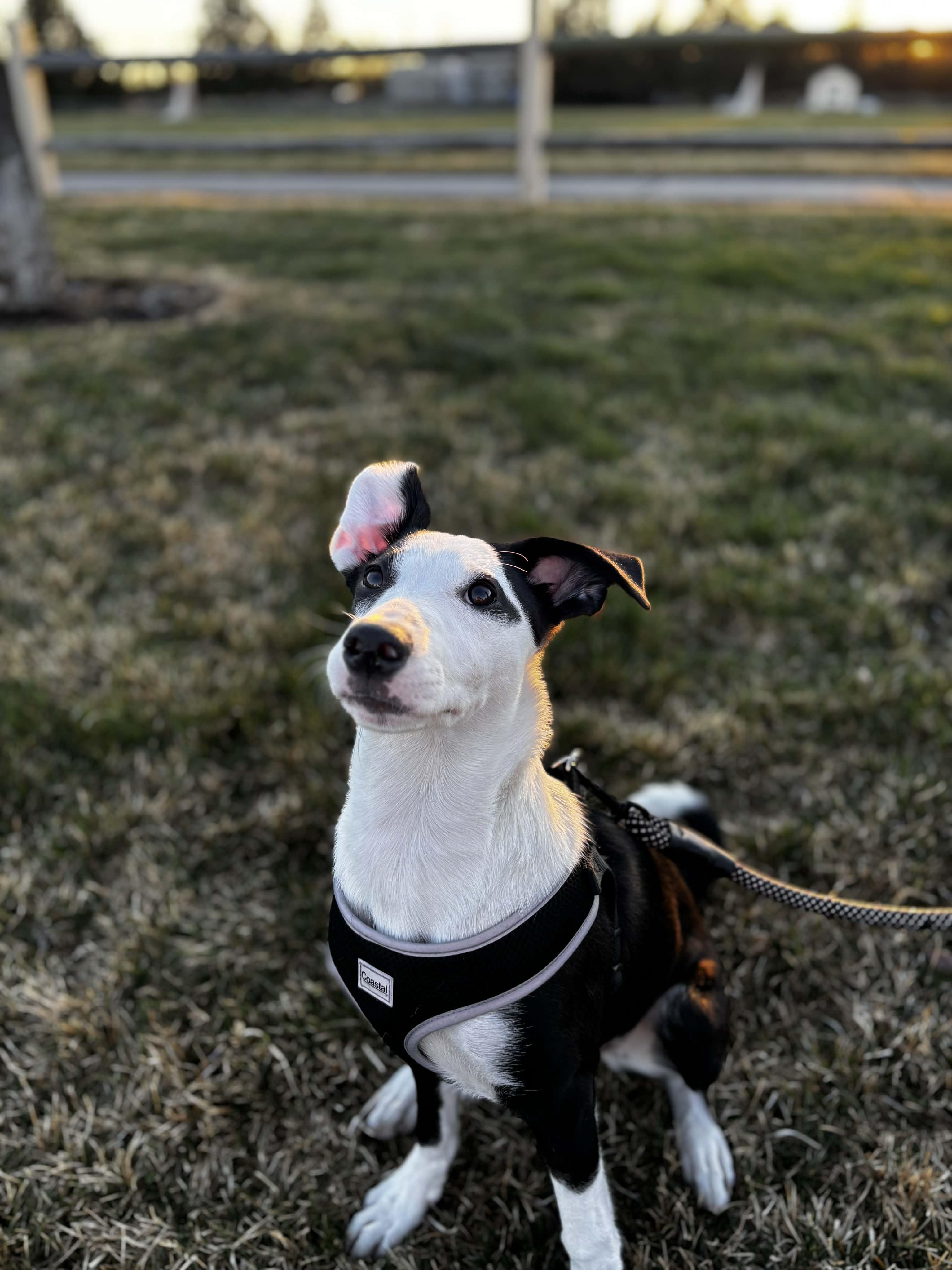 Gracie, a ADOPTABLE mixed breed in Bend, OR image 2/6