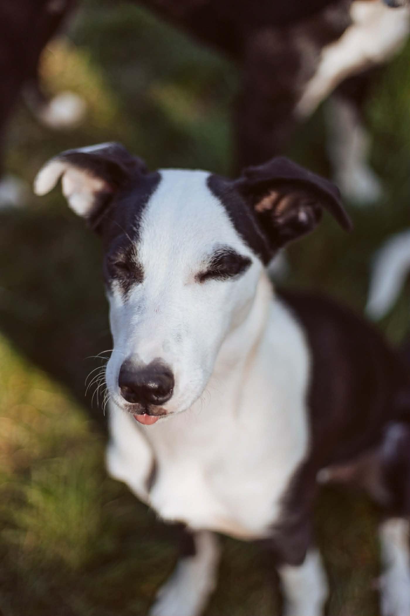 Gracie, ADOPTABLE, Puppy Female Border Collie.