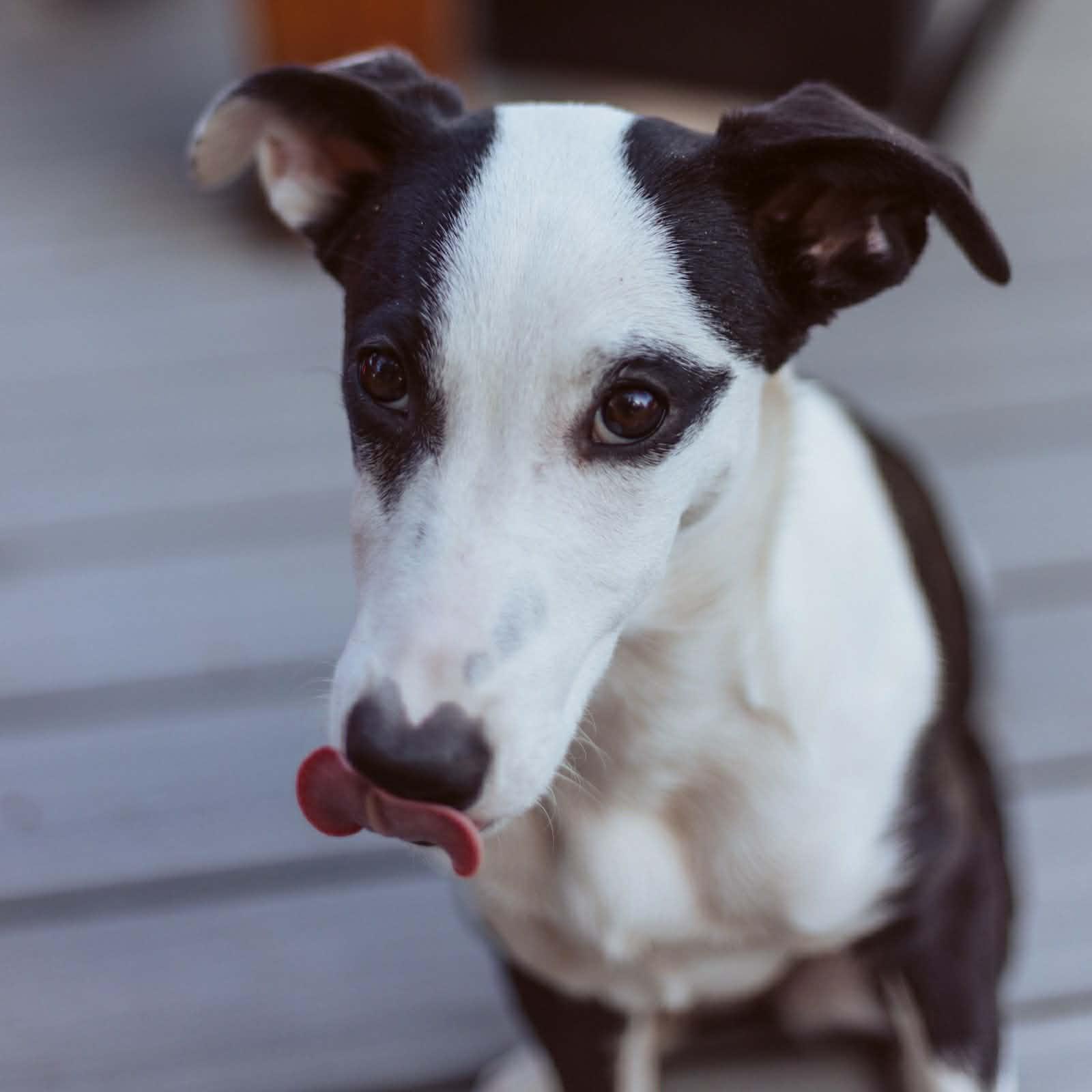 Enlarge Gracie, a ADOPTABLE mixed breed in Bend, OR image 4/6