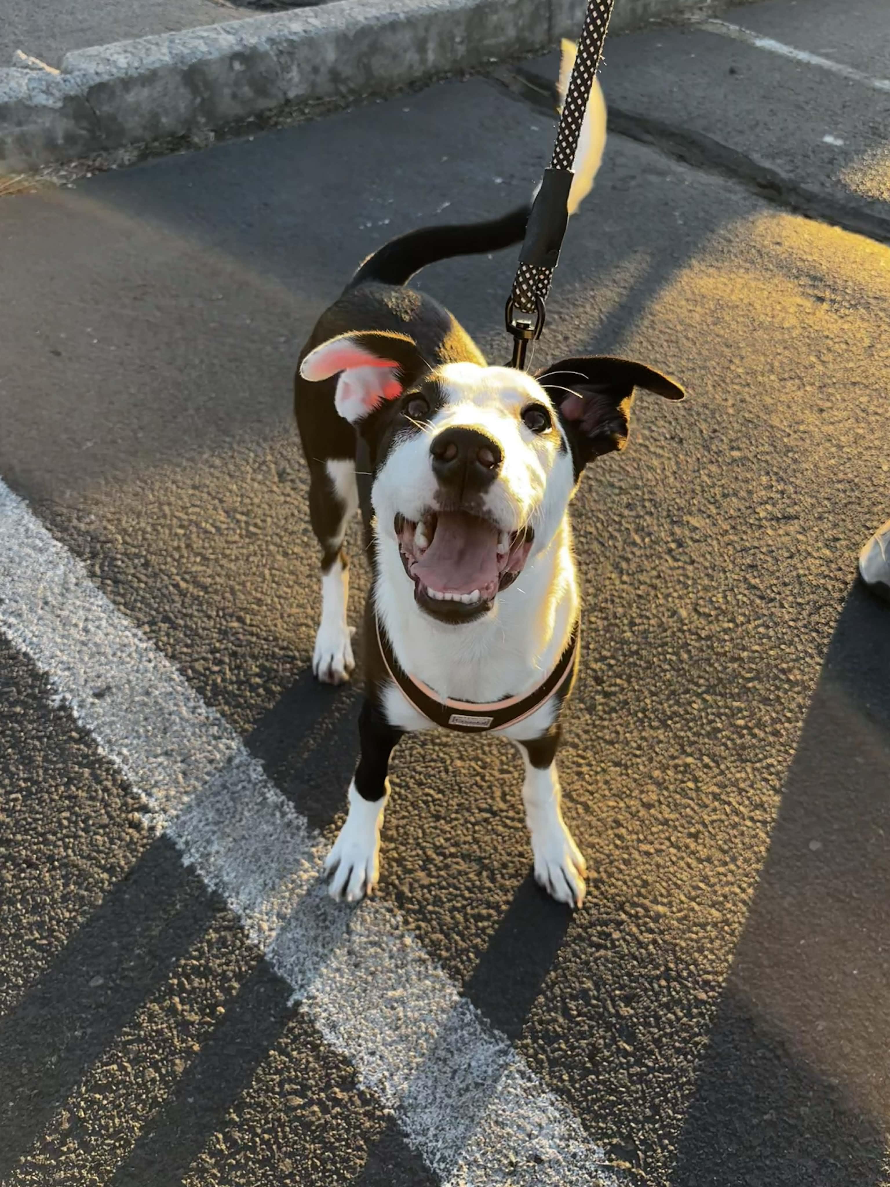 Gracie, a ADOPTABLE mixed breed in Bend, OR image 4/6