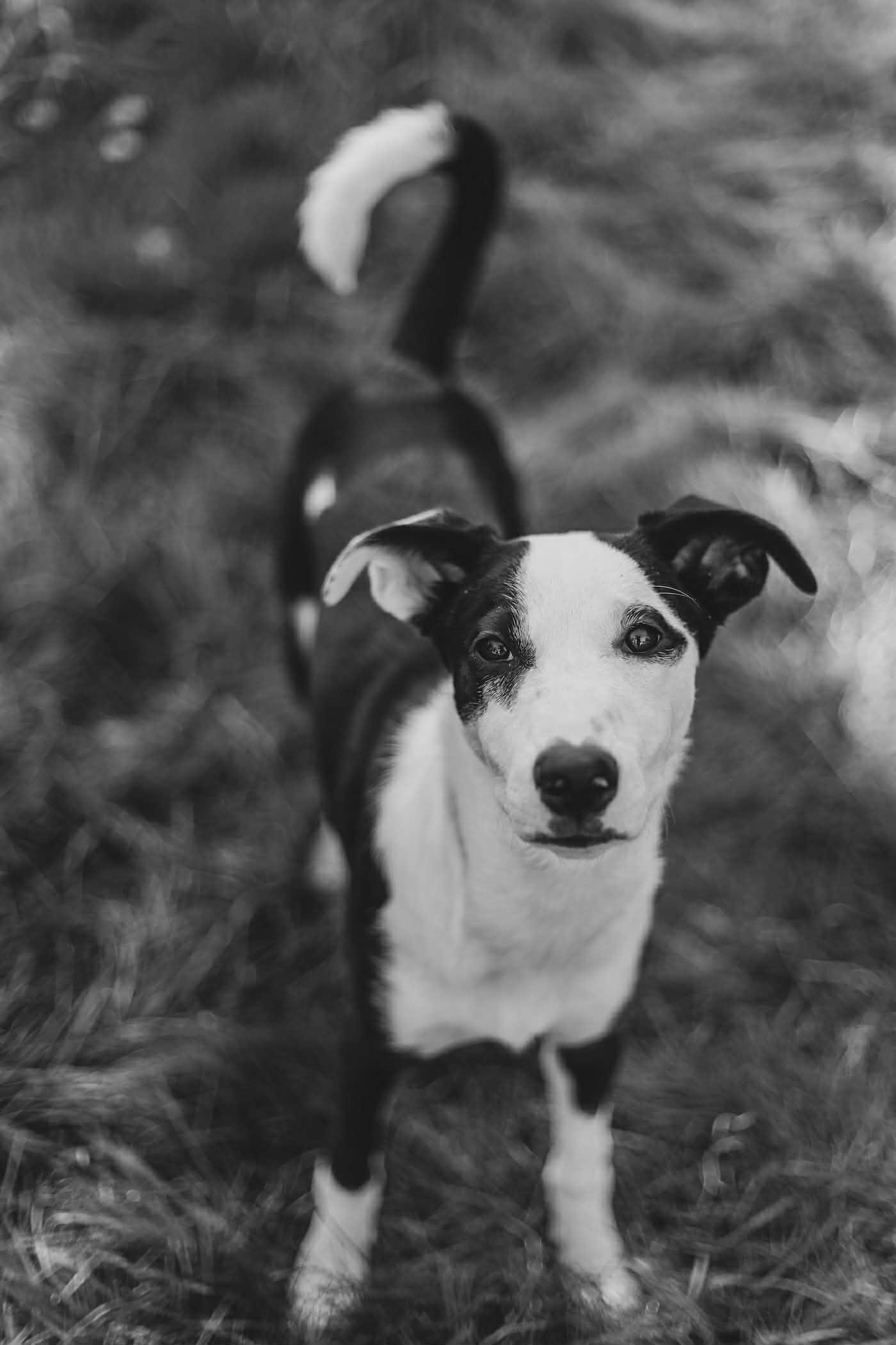 Enlarge Gracie, a ADOPTABLE mixed breed in Bend, OR image 6/6