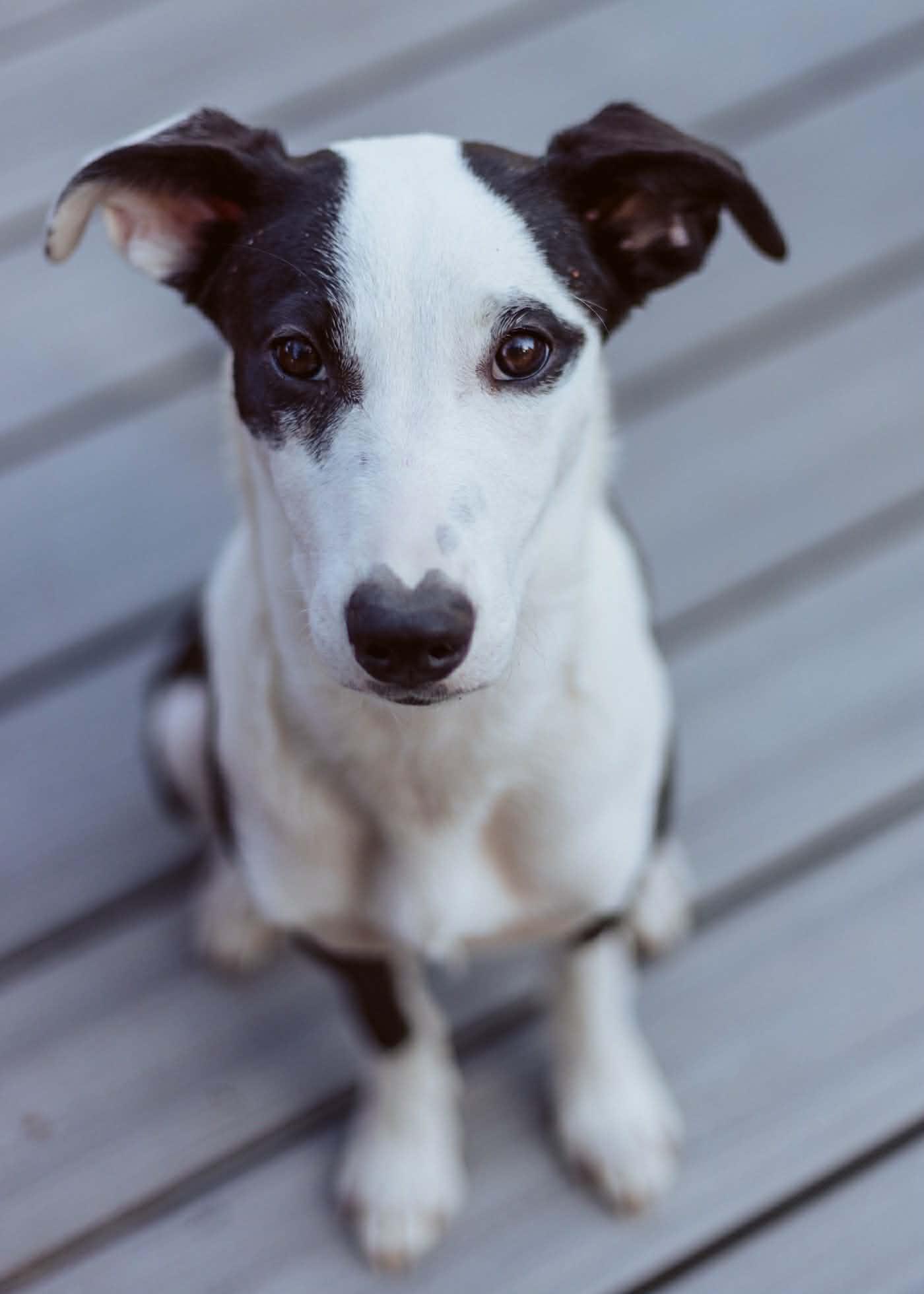 Enlarge Gracie, a ADOPTABLE mixed breed in Bend, OR image 5/6