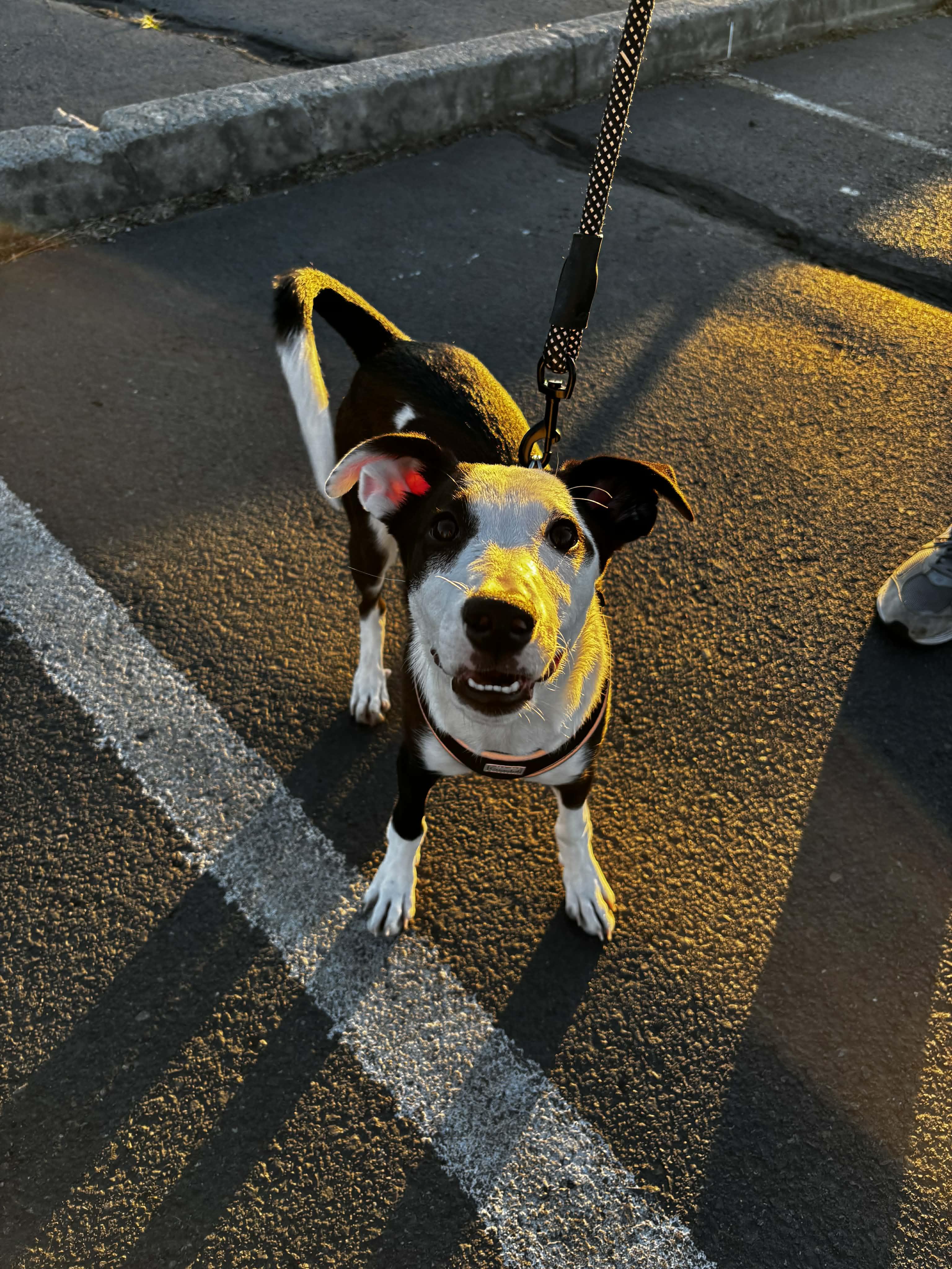Gracie, a ADOPTABLE mixed breed in Bend, OR image 3/6