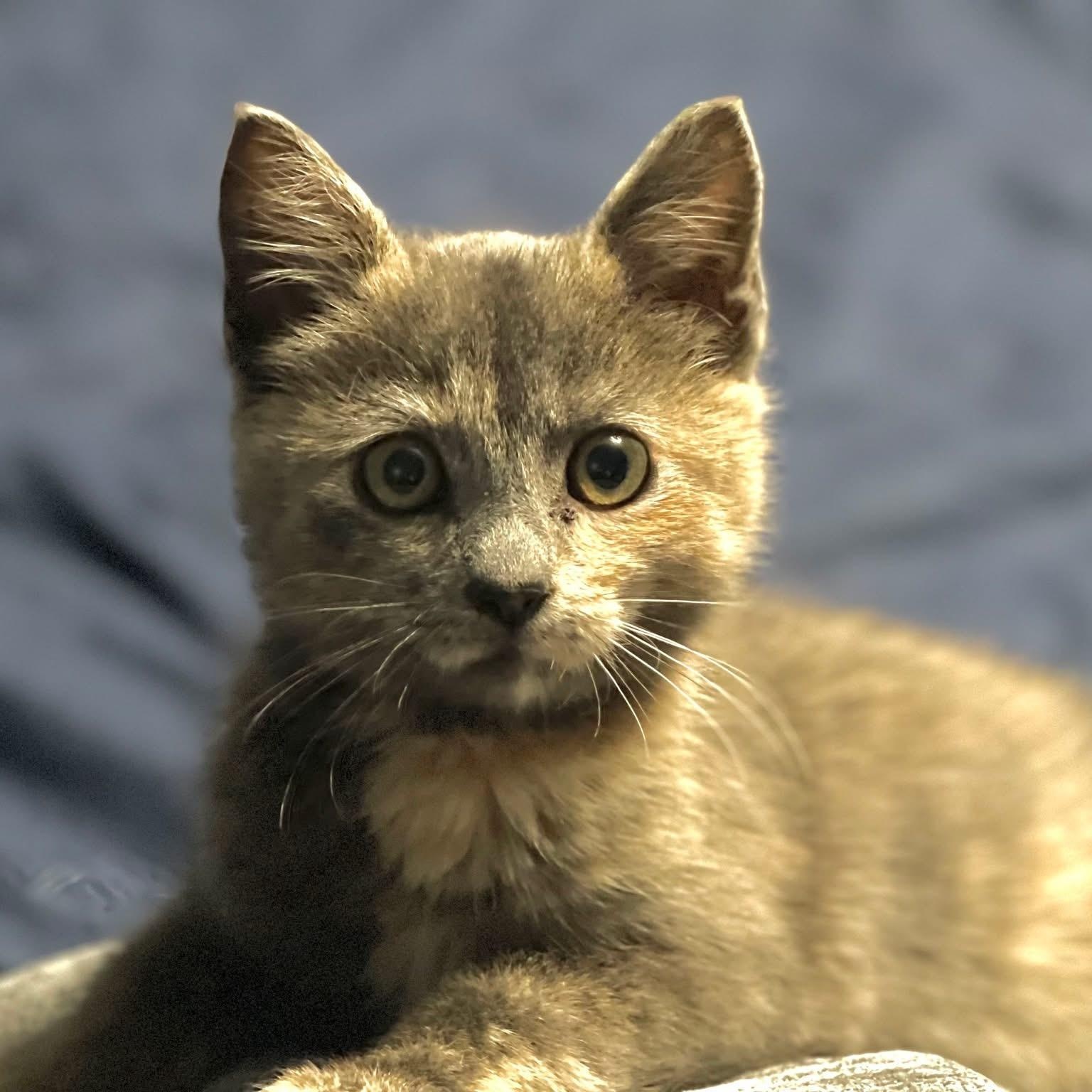 Basil, adopted, Kitten Female Domestic Short Hair.