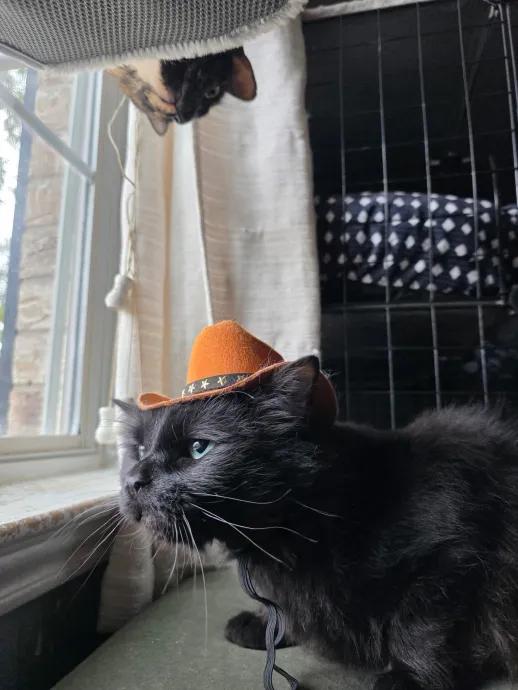 Enlarge Augustus, a ADOPTABLE Domestic Long Hair in Pearland, TX image 2/5