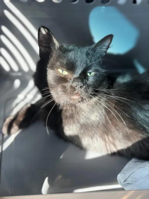 Enlarge Augustus, a ADOPTABLE Domestic Long Hair in Pearland, TX image 4/5