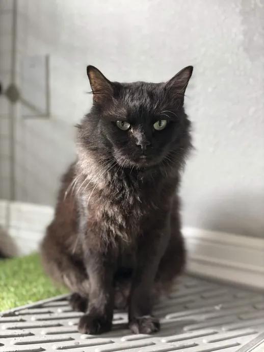 Enlarge Augustus, a ADOPTABLE Domestic Long Hair in Pearland, TX image 3/5