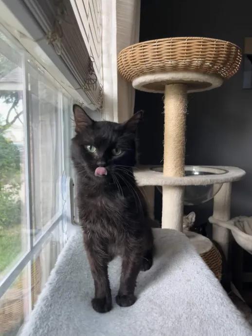 Enlarge Augustus, a ADOPTABLE Domestic Long Hair in Pearland, TX image 5/5