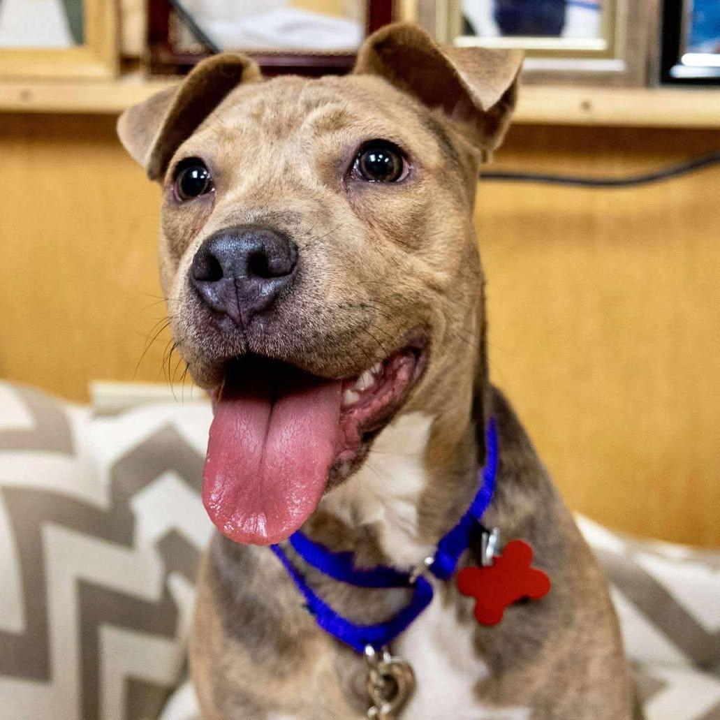 Enlarge Bella, a ADOPTABLE Staffordshire Bull Terrier in Valparaiso, IN image 2/4