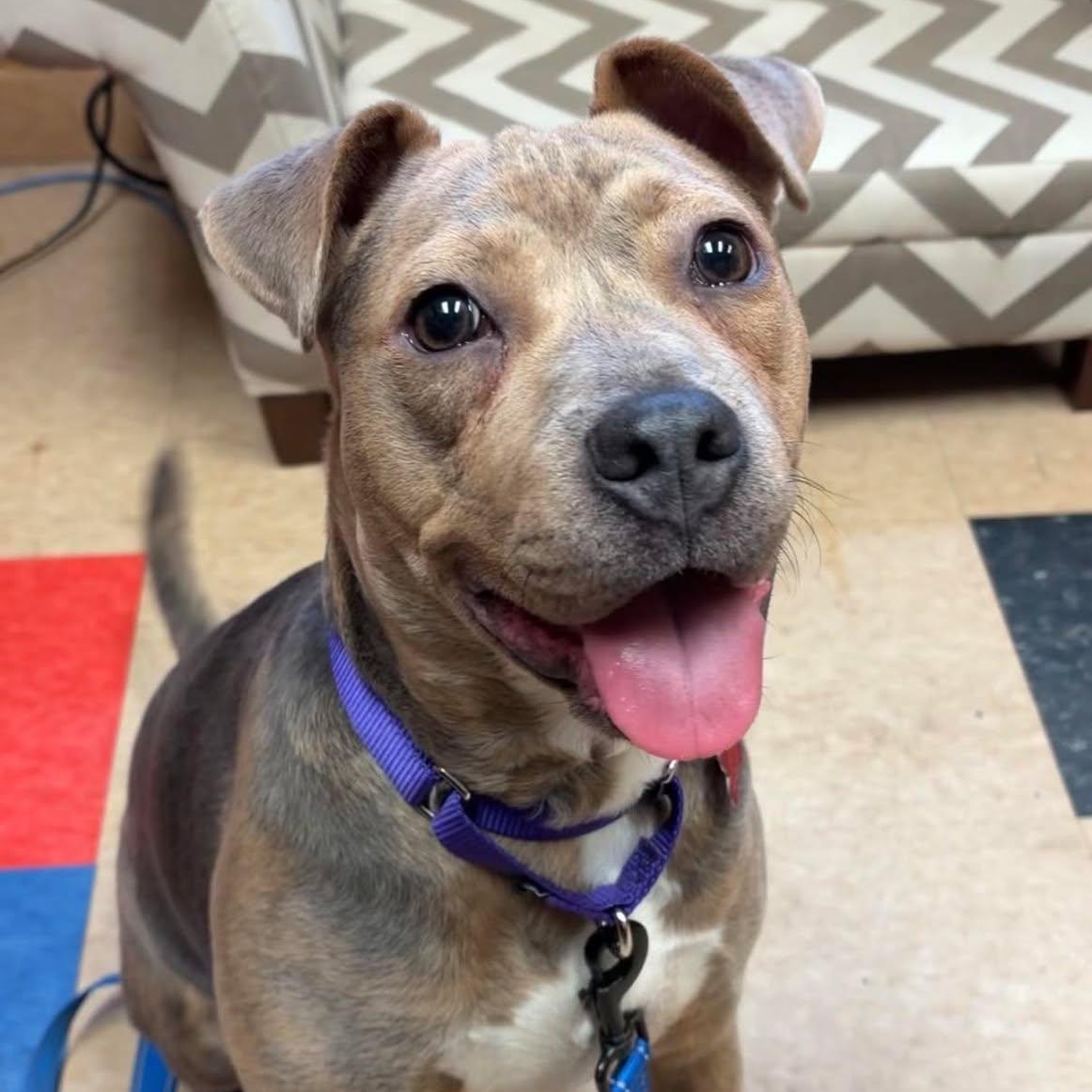 Bella, ADOPTABLE, Young Female Staffordshire Bull Terrier.