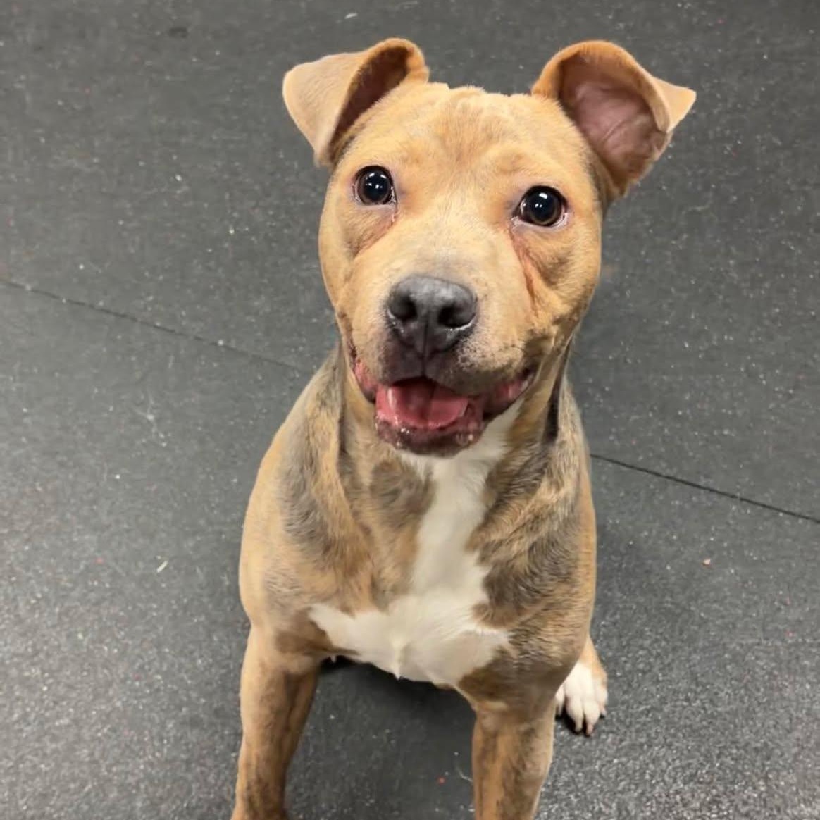 Enlarge Bella, a ADOPTABLE Staffordshire Bull Terrier in Valparaiso, IN image 4/4