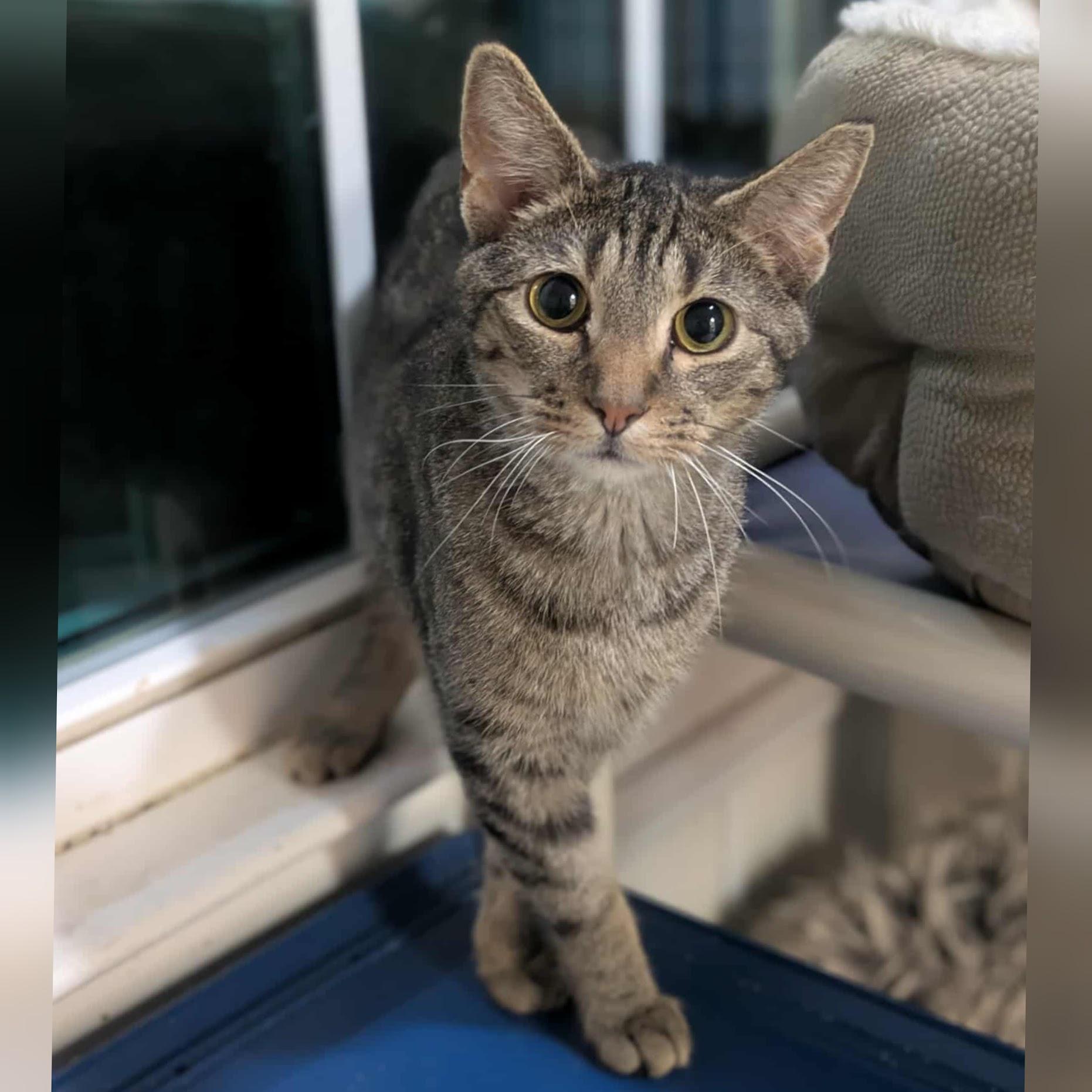 Enlarge Bush's Best, a Adoptable Domestic Short Hair in Concord, NC image 1/1