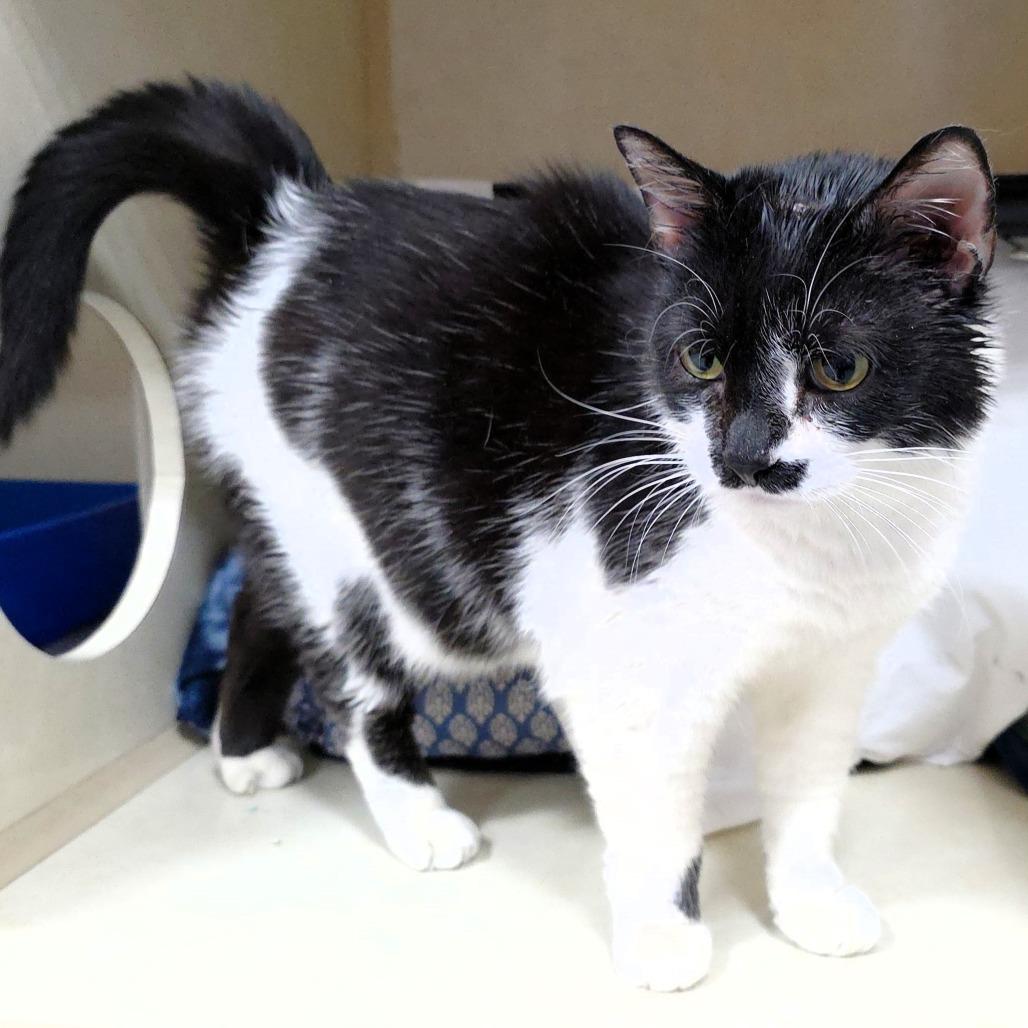 B.W., Adoptable, Adult Female Domestic Short Hair.