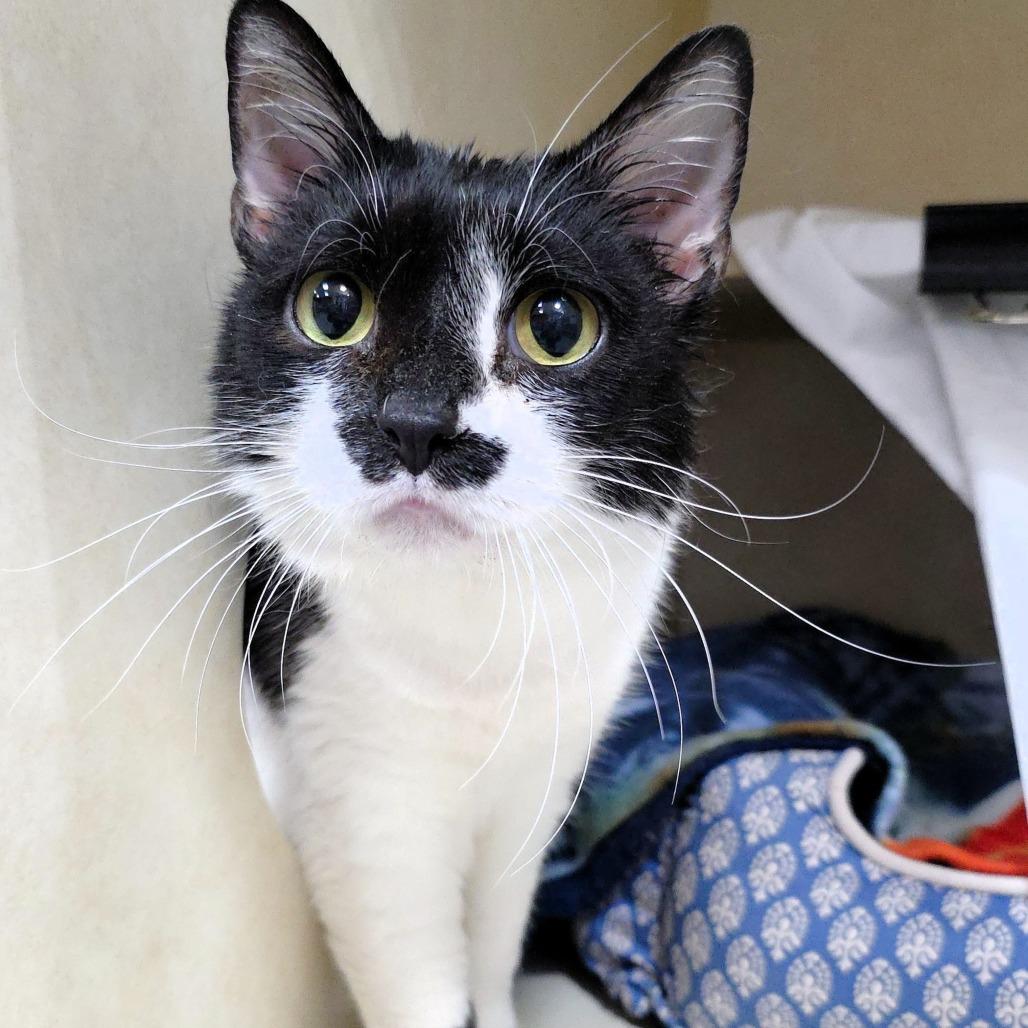 B.W., a Adoptable Domestic Short Hair in Michigan City, IN image 2/6