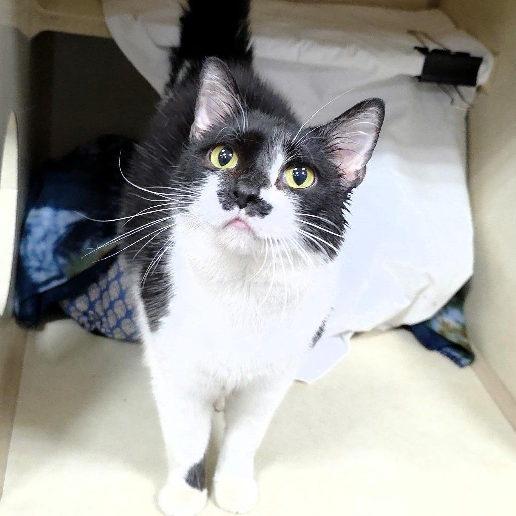 B.W., a Adoptable Domestic Short Hair in Michigan City, IN image 3/6