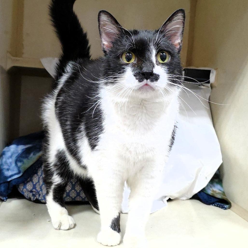 B.W., a Adoptable Domestic Short Hair in Michigan City, IN image 4/6