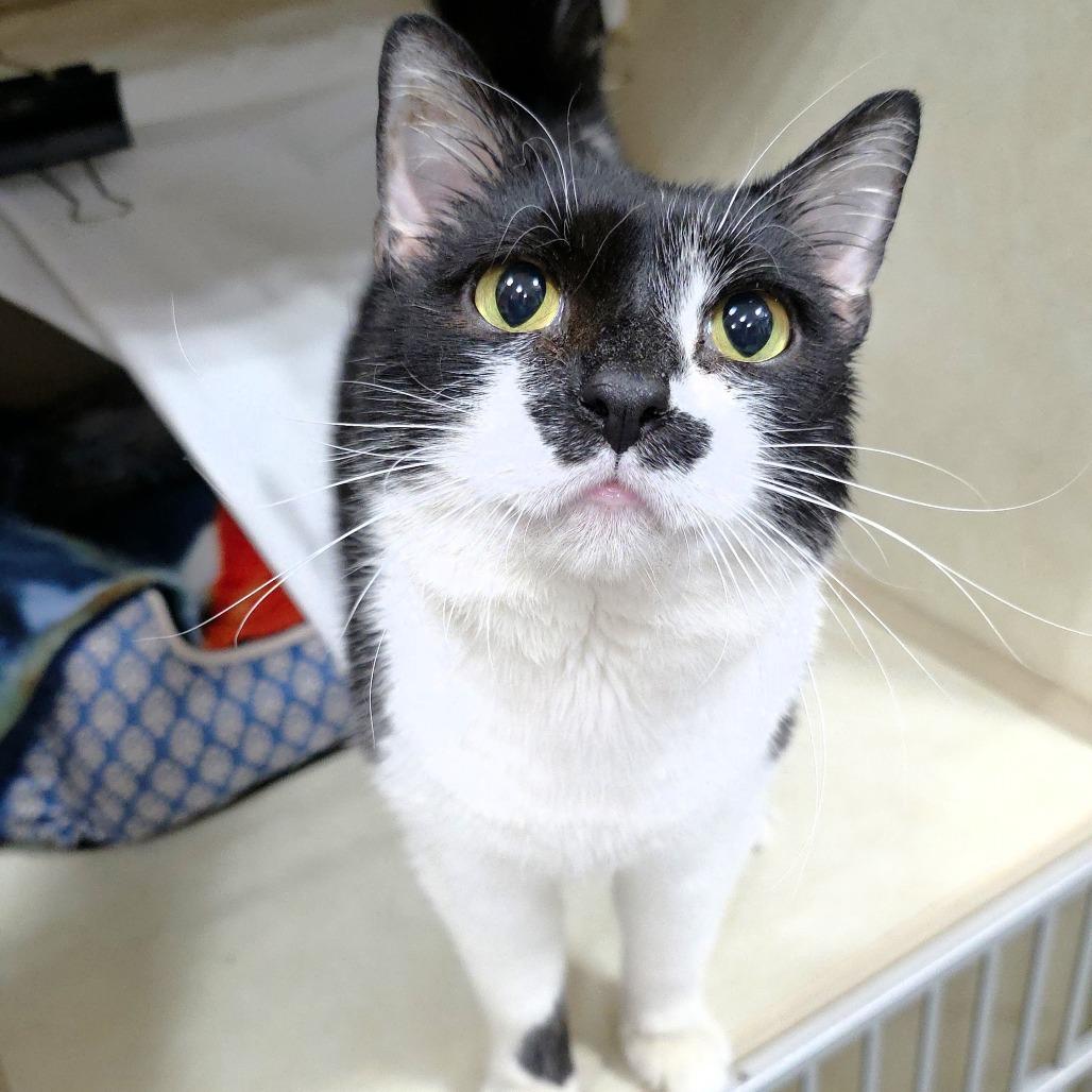 B.W., a Adoptable Domestic Short Hair in Michigan City, IN image 5/6