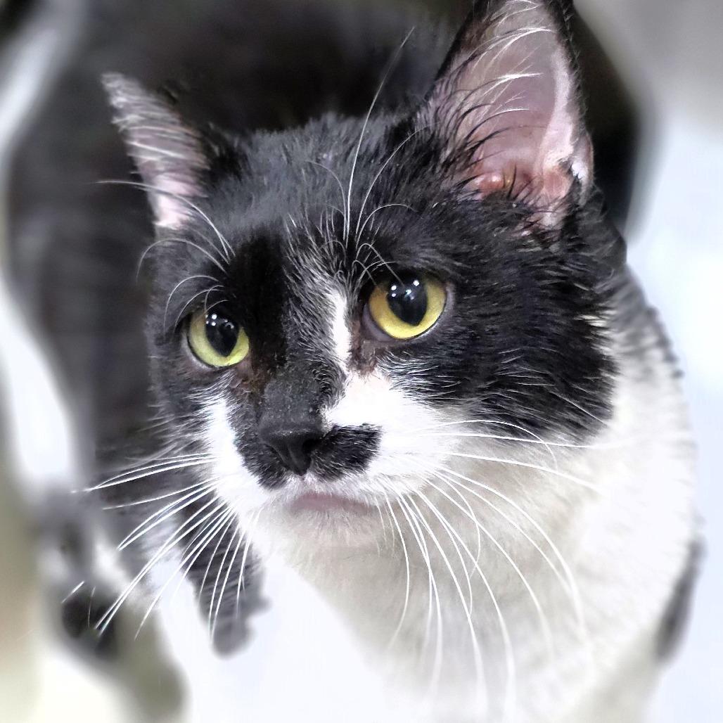 B.W., a Adoptable Domestic Short Hair in Michigan City, IN image 6/6