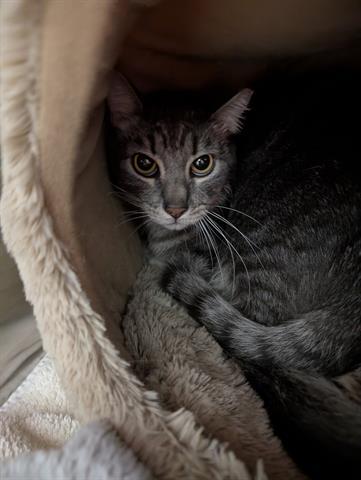 Enlarge DJ, a Adoptable Domestic Short Hair in San Martin, CA image 1/1