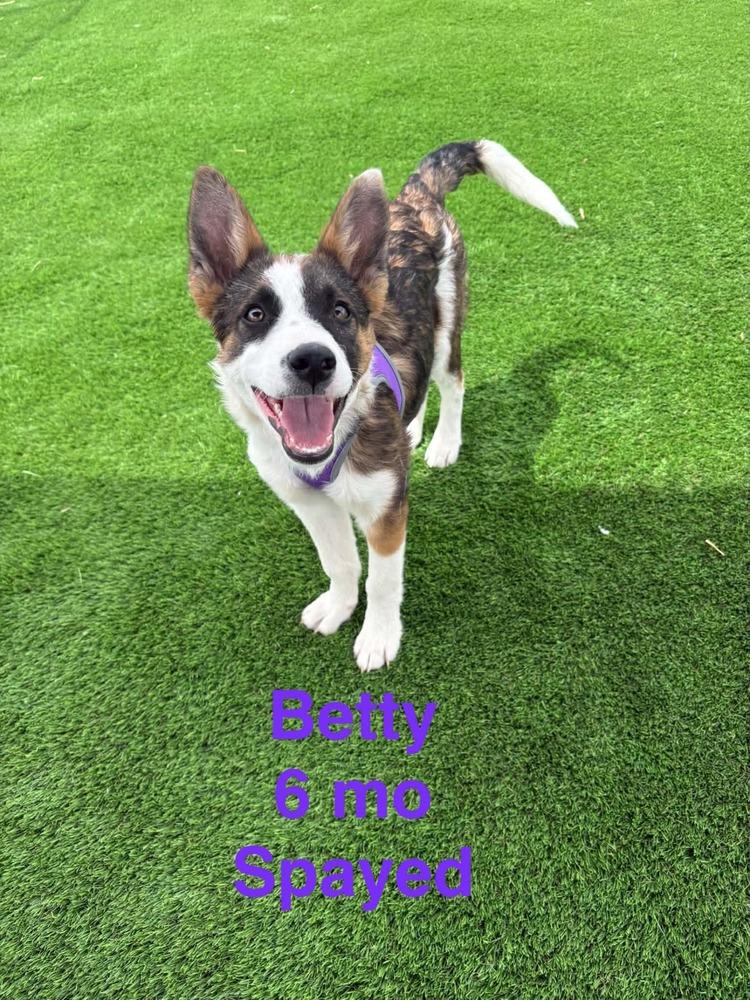 Betty, Adoptable, Young Female Shepherd & Mixed Breed.
