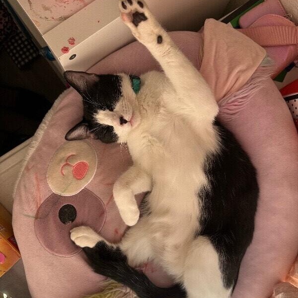 Peanut Pie — thumbnail 5