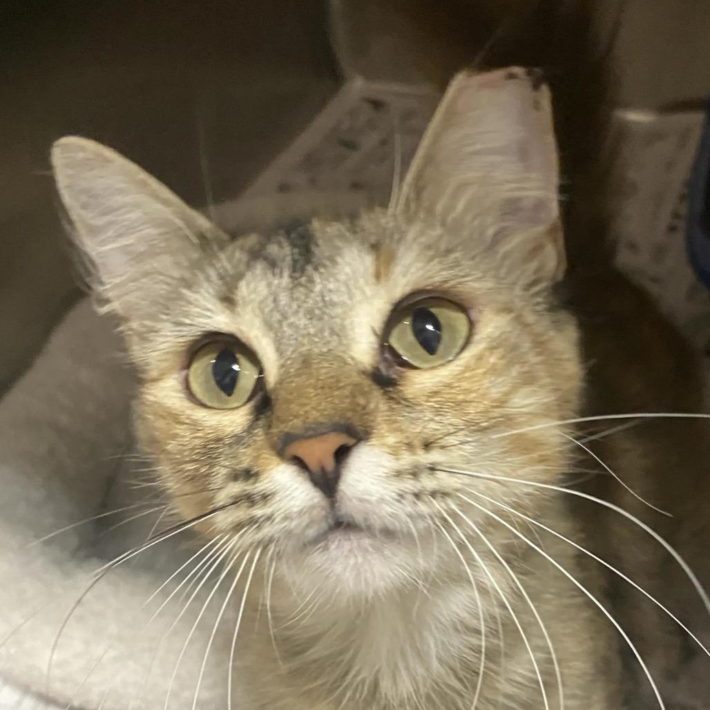 Joy, Adoptable, Young Female Domestic Medium Hair & Domestic Short Hair.