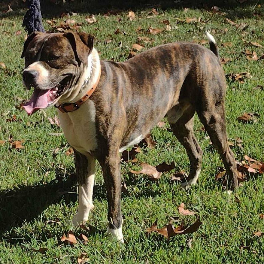King, a Adoptable Boxer in Bessemer, AL image 1/3