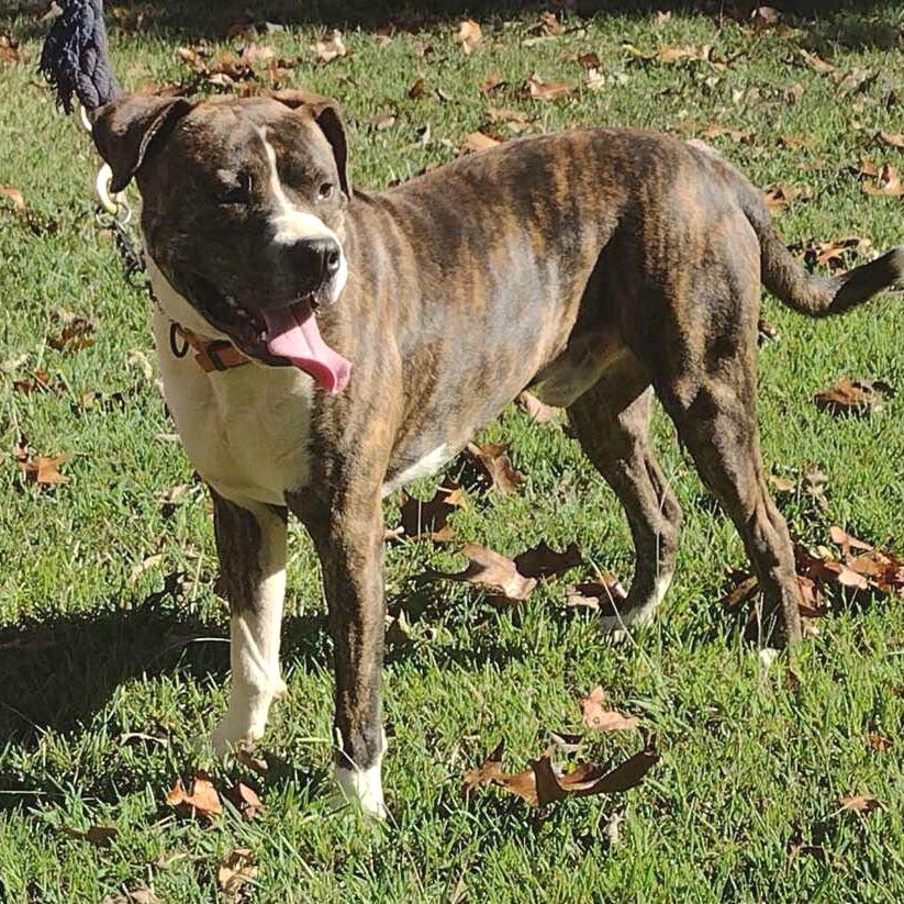 King, a Adoptable Boxer in Bessemer, AL image 2/3
