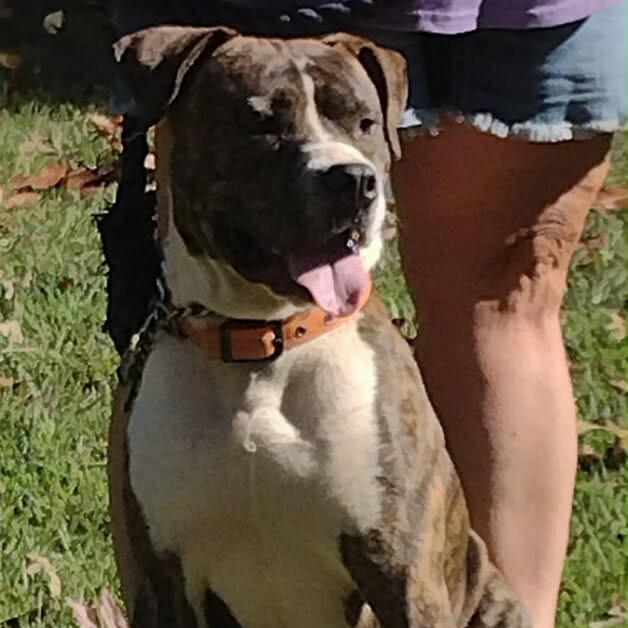 King, a Adoptable Boxer in Bessemer, AL image 3/3