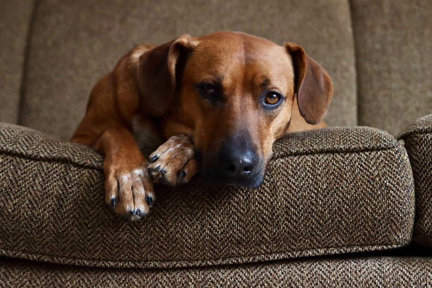 GIZMO, Adult Male Hound
