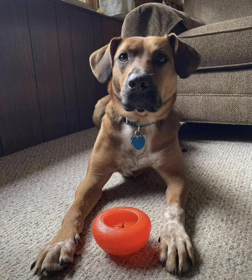 Enlarge GIZMO, a Adopted mixed breed in Ludington, MI image 6/6