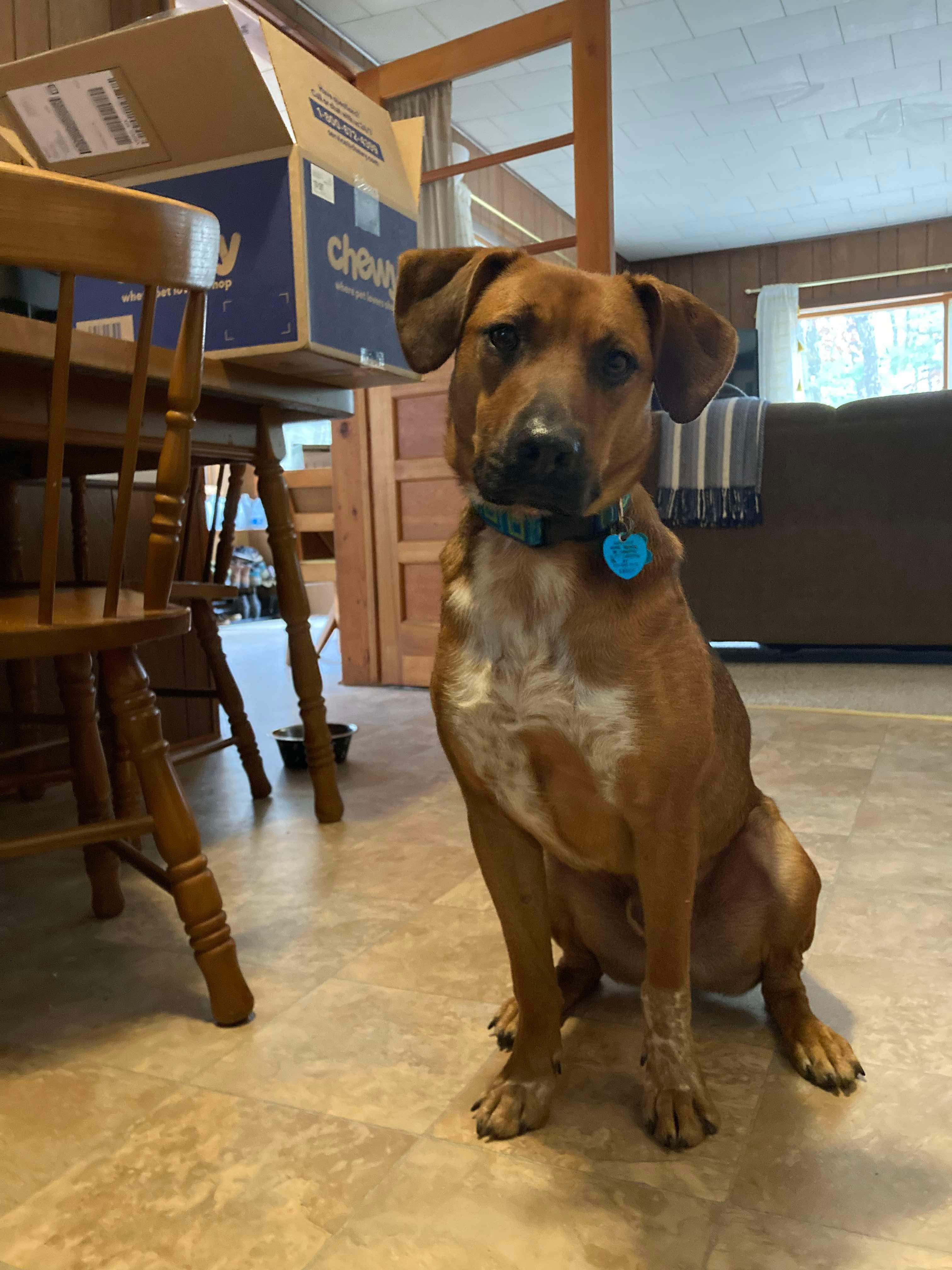 Enlarge GIZMO, a Adopted mixed breed in Ludington, MI image 3/6