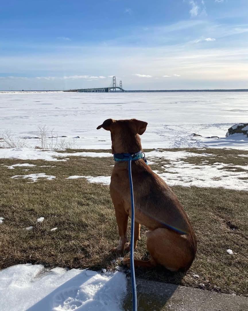 Enlarge GIZMO, a Adopted mixed breed in Ludington, MI image 5/6
