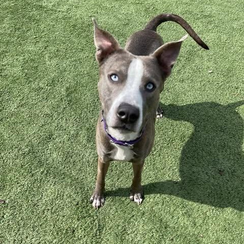 Thumper, Adoptable, Adult Male Catahoula Leopard Dog.