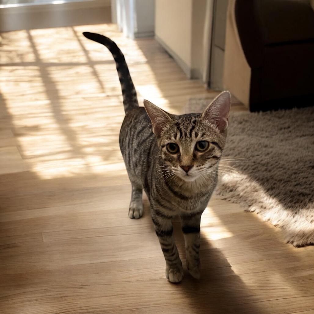 Merit, Adoptable, Young Male Domestic Short Hair.