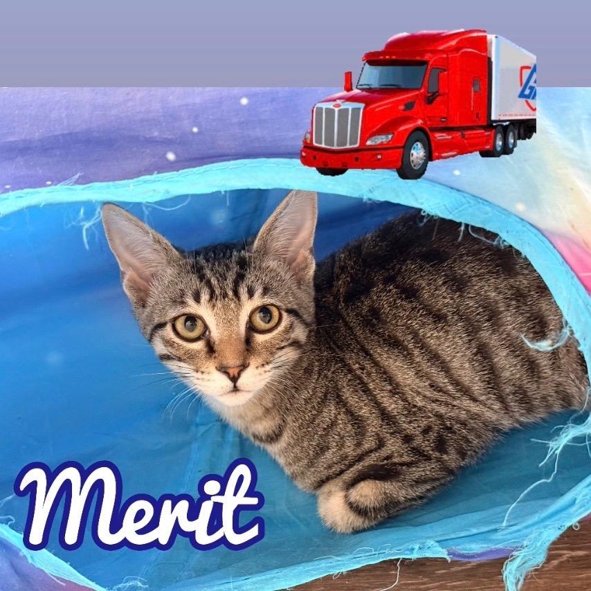Enlarge Merit, a Adoptable Domestic Short Hair in Tustin, CA image 2/2