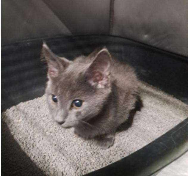Chardonnay, ADOPTABLE, Young Male Domestic Short Hair.