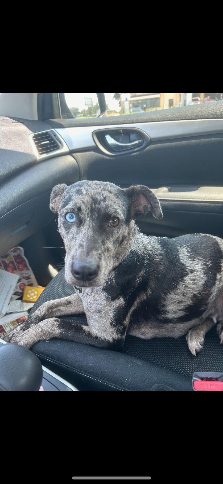 Nola, a Adoptable mixed breed in Owasso, OK image 4/4